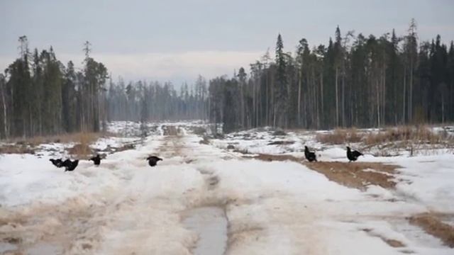 Тетерев-косач на току.avi смотреть онлайн
