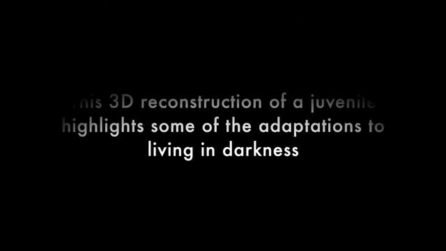 Visualizing a sightless world: 3D Imaging of the Proteus reveals adaptation for life in the dark смотреть онлайн