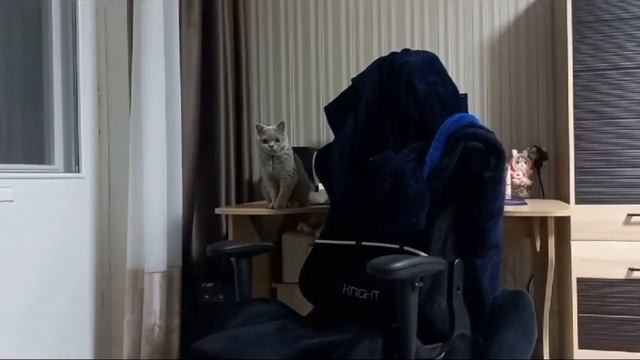 23.11.2023г. Погода в Орле/ Котёнок Симба/ Кошачий дедушка смотреть онлайн