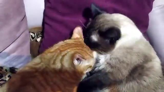 Наши любимые пушистики🐈💕😄 смотреть онлайн