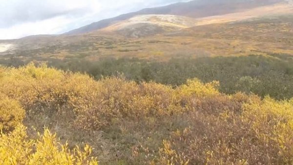 GRIZZLY CHARGE | SHADOW OF DEATH | Alaska grizzly bear moose hunting, Modern Day Mountain Man