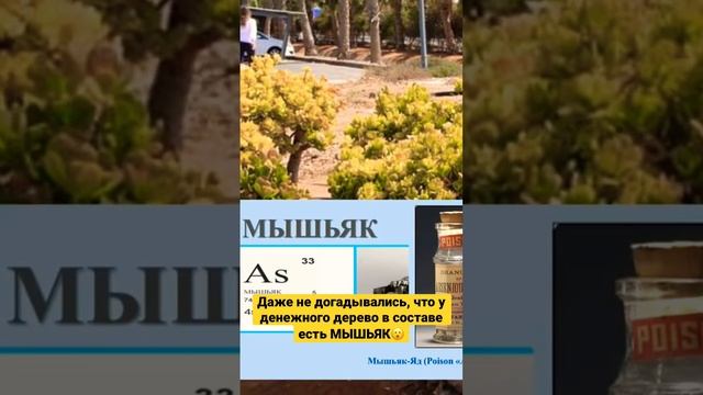 Многие не догадываются, что в составе ДЕНЕЖНОГО ДЕРЕВА есть МЫШЬЯК!!! #здоровыйорганизм #толстянка смотреть онлайн
