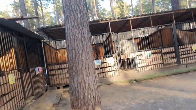 Чкаловские дачи. Эко парк Новосибирска. Воскресная прогулка.