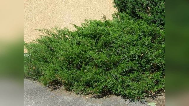 Бонсай из можжевельника пфитцериана Минт Джулеп смотреть онлайн