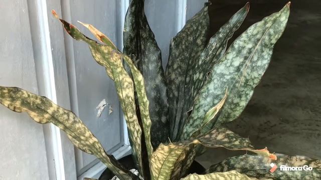 Sansevieria Kirkii Pulchra Coppertone (Rare Snake Plant) | Hidden Garden of Marian смотреть онлайн