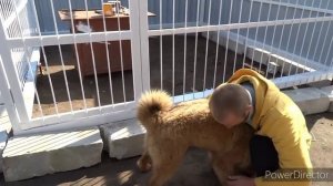 Вольер для собаки своими руками// Как построить вольер//