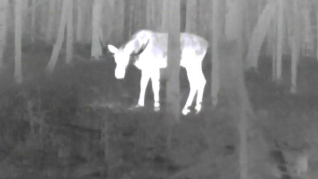 бык в лесу смотреть онлайн