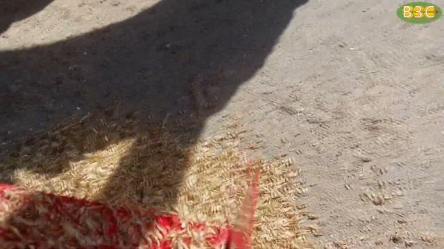 Зерноочиститель ПЗК-60 "Мамонт" в работе. Краснодарский край, Славянский р-н, ст. Анастасиевская. смотреть онлайн