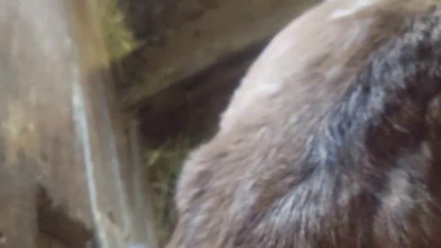 #проблемнийокот#коровки#антибрик#первісткаДжерсі#годуваннякорів взимку#зміни в господарстві смотреть онлайн