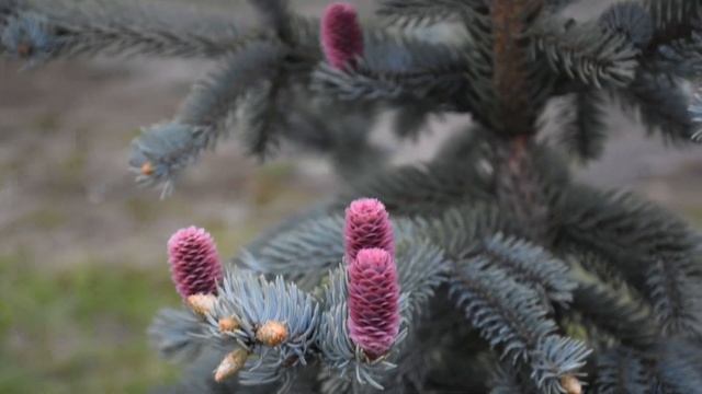 Счастье в розовых шишках! смотреть онлайн