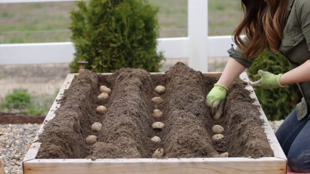 How to Plant Potatoes! ?? // Garden Answer смотреть онлайн