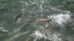 Такой Аппетит должен быть у вашей Форели! Кормление Форели Радужной 1 кг+!