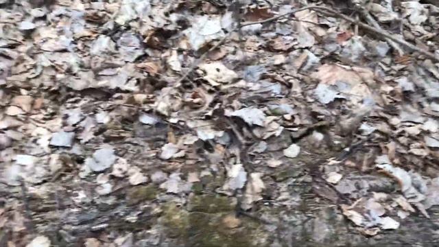 Дерево превращается в пыль. Почему не нужно убирать бурелом? смотреть онлайн