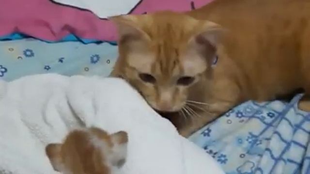 Вот твоя еда! смотреть онлайн