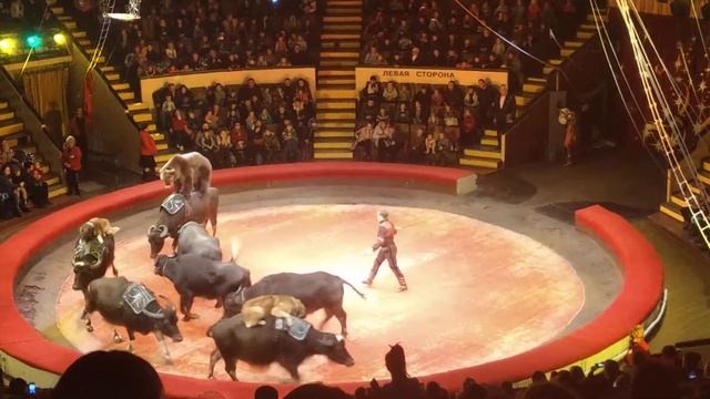 "Медведи на буйволах" -1 часть. Донецкий цирк. 2019. смотреть онлайн