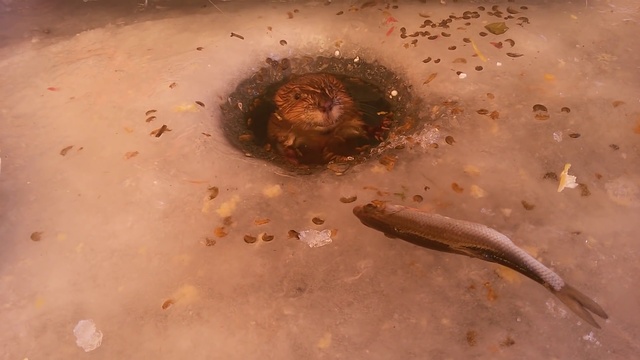 Жизнь вокруг нас