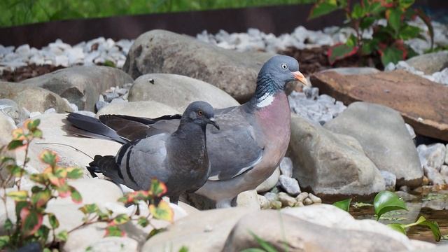 Вяхирь и сизый голубь размеры смотреть онлайн