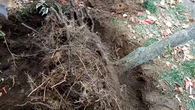 Пересаживаю взрослый сумах. смотреть онлайн