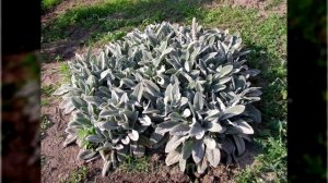 ЦВЕТЫ ПАМЯТИ! Растения, Которые Обязательно НУЖНО Посадить НА МОГИЛЕ!