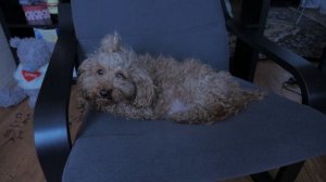 ИКЕА. Отзыв покупателя о кресле ПОЭНГ