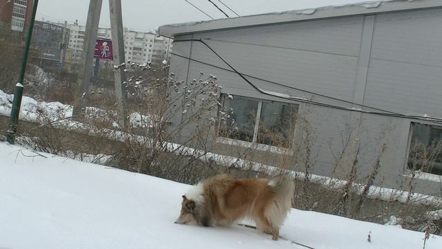 собаки играют Dogs Are Playing