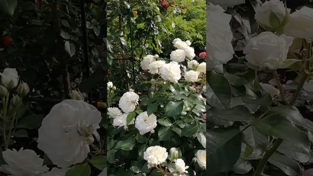 Розы Эмильен Гийо и Алабастер смотреть онлайн