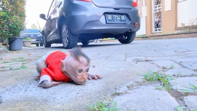 Baby Monkey Dino Looked For Dad On The Street Because Couldn't Find Him In The Whole House