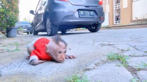 Baby Monkey Dino looked for dad on the street because couldn't find him in the whole house