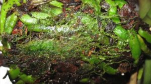 ЗЕЛЁНЫЙ НАЛЁТ НА СТЕНКАХ ГОРШКА - ДРУГ ИЛИ ВРАГ РАСТЕНИЙ ? #ВОДОРОСЛИ_МОХ_ОРХИДЕИ #oldenburgru#54