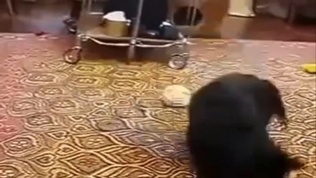 Посмотри! Что Творят! Кот и Горностай. смотреть онлайн