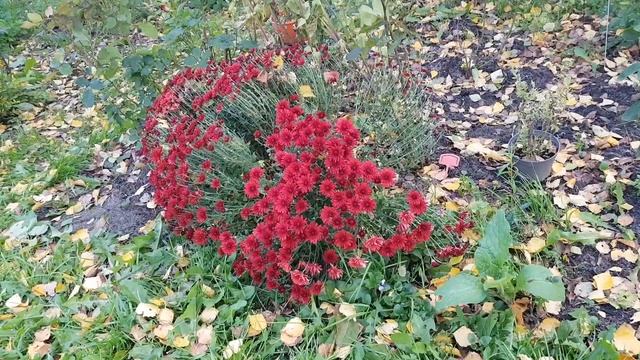 Что из себя представляет бордюрная хризантема смотреть онлайн