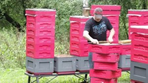 Гибридные пчелы бакфаст в работе Беларусь.mp4