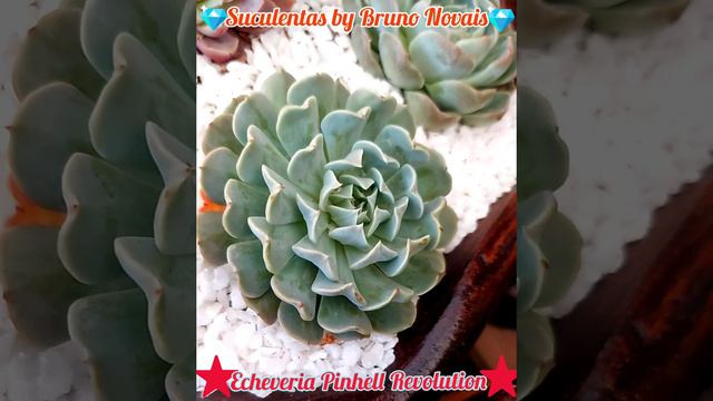 🌸Echeveria Pinhell Revolution 🌸 смотреть онлайн