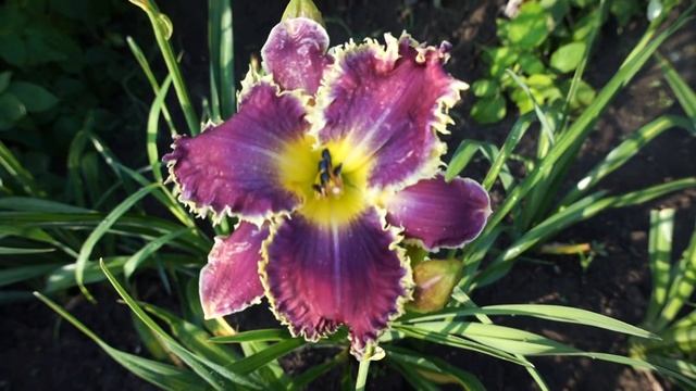 Лилейник TEMPT ME смотреть онлайн