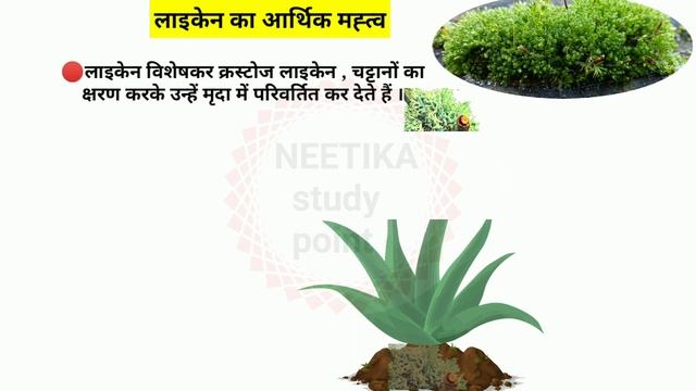 लाइकेन क्या है| What Is Iichen In Hindi |What Is Lichen In Biology | Economic Importance Of Lichen смотреть онлайн