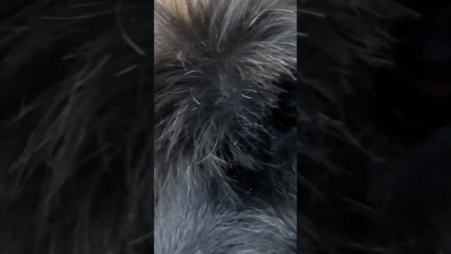 Собака ризеншнауцер домашняя) смотреть онлайн