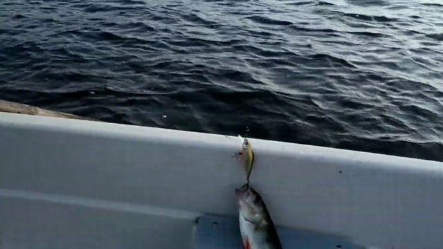 Studies begin. 2018. Kouvola. Finland. смотреть онлайн