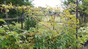 Крупная ежевика Карака-Блэк (Karaka black), ежевика Блэк-Бьют (Black beauty)