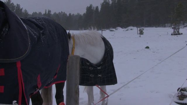 Ridsporten nu och då смотреть онлайн