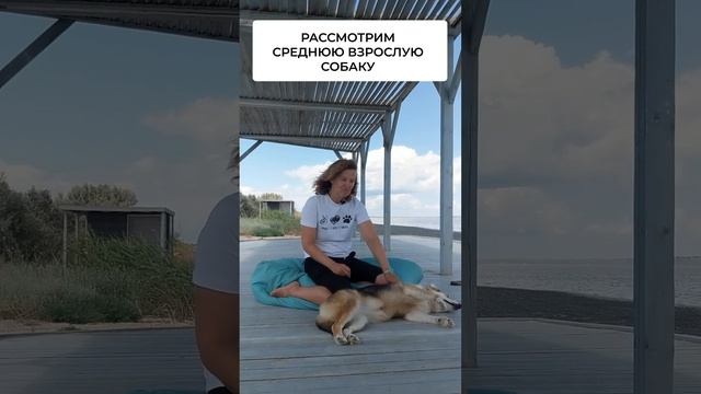 Как часто нужно гулять с собакой? смотреть онлайн
