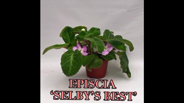 Different Episcia Varieties смотреть онлайн