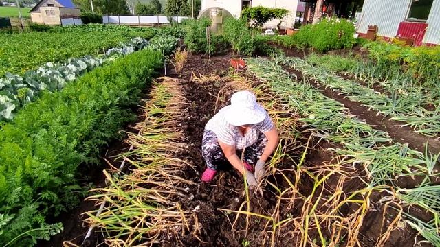 Как посадить ЧЕСНОК головками или зубчиками//моë мнение//убираю чеснок// смотреть онлайн