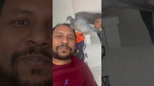 Wood pigeon Rare Columba Palumbus смотреть онлайн