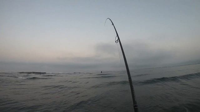 Рыба в Центре Внимания