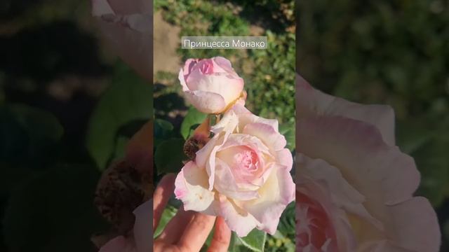 роза принцесса Монако, пахнет мятной сосательной конфеткой🍬 смотреть онлайн