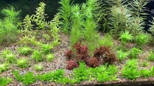 Почему не растут аквариумные растения. Что делать.