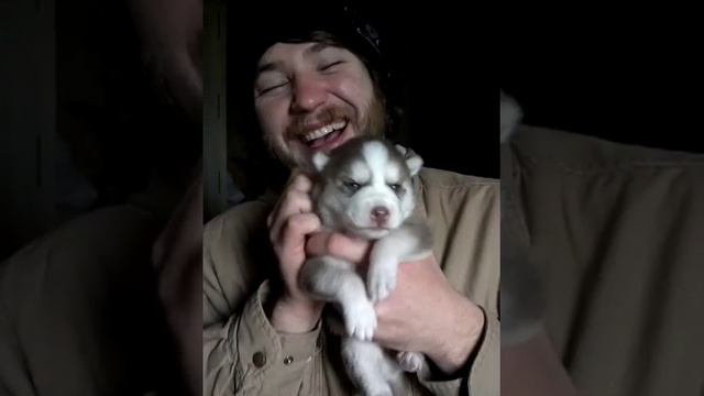 Siberian Husky puppy learning to Howling смотреть онлайн
