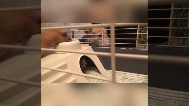 Смешные видео с животными | Собаки Кошки Морские свинки Обезьяны Милые Видео Funny Animals Cat Dog смотреть онлайн