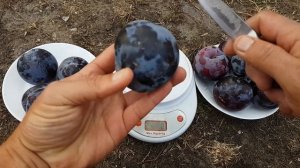 СЛИВА ДИПЛОИДНАЯ БЕРБАНК ГИГАНТ