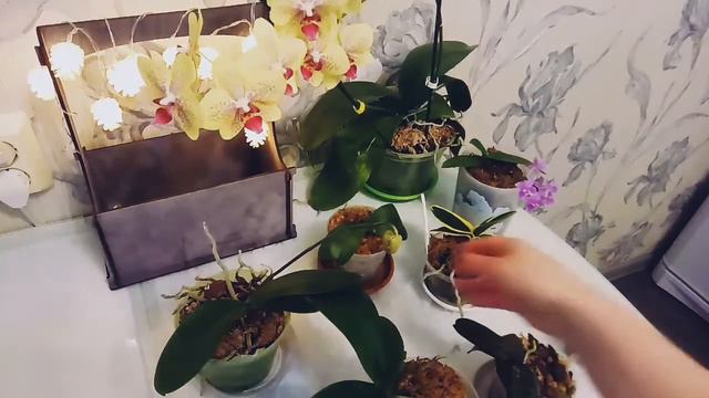 Такие разные орхидеи в размере 1,7.🌹🌹🌹 смотреть онлайн